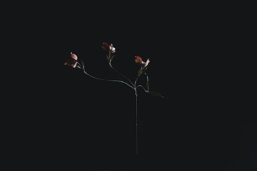 Best dog food for Affenpinscher breed Best dog food for Affenpinscher breed