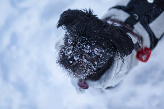 Comparing Affenpinscher lifespan with other dog breeds.