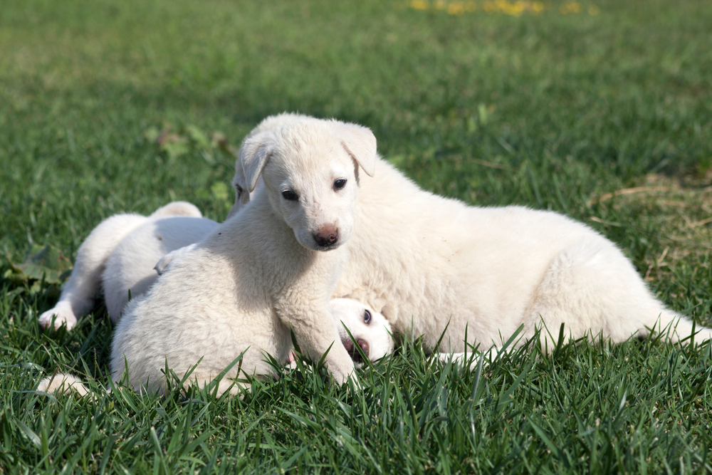 A Brief History of Akbash Dogs