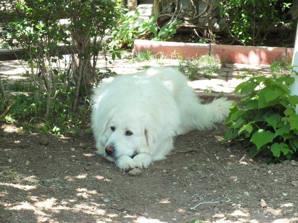 Akbash A Breed Apart