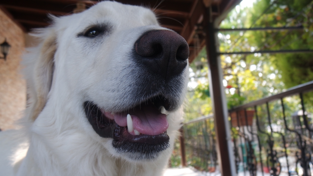 Akbash Behavior with Other Animals and Pets