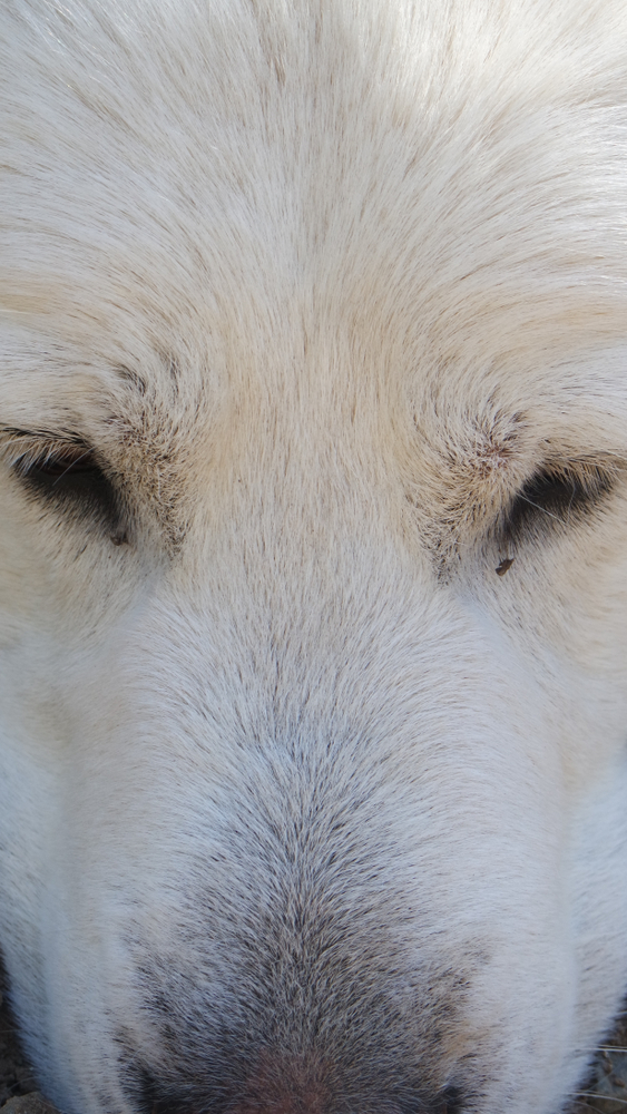 Akbash Behavior with Other Dogs