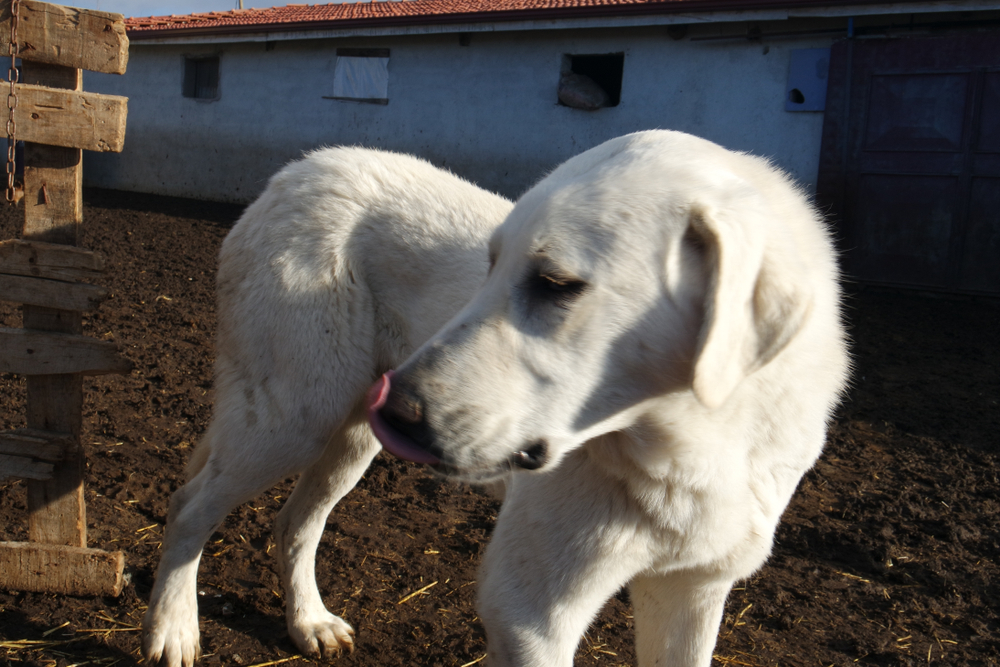 Akbash Characteristics in Crossbreeds Unraveling the Marvelous Traits