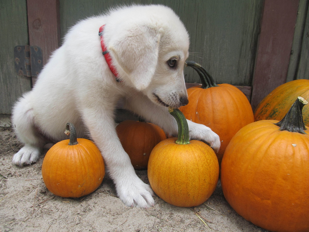 Akbash Diet and Nutrition Requirements Providing Optimal Care for Your Beloved Canine Companion