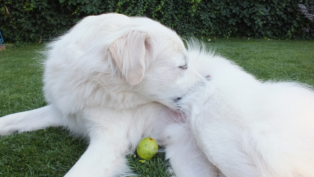 Akbash Dog Aggression and How to Manage It