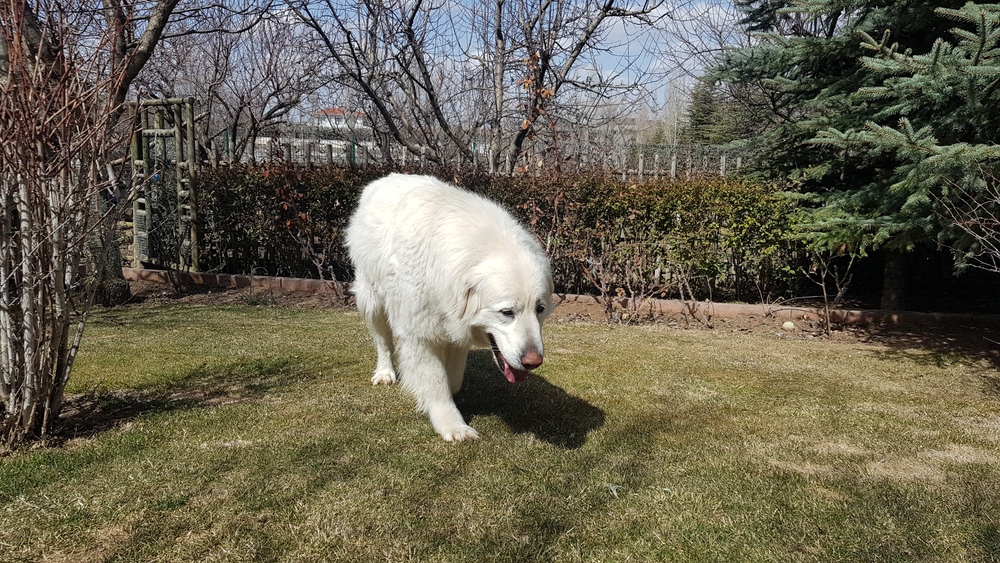 Akbash Dog Breed Standards A Comprehensive Guide