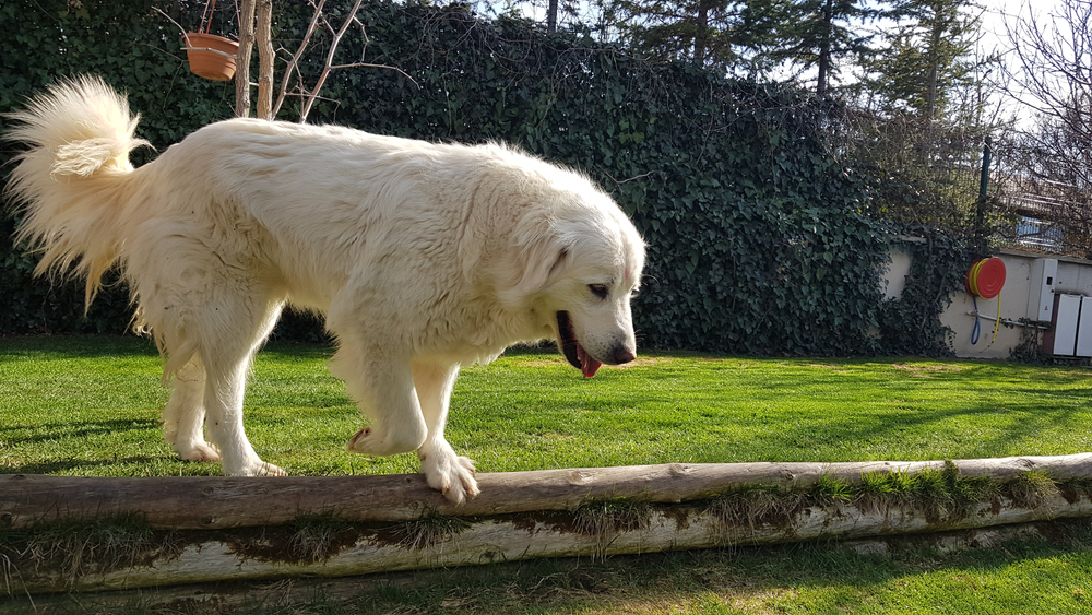 Akbash Dog Temperament