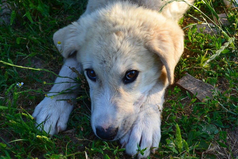 Akbash Dogs as Working Companions
