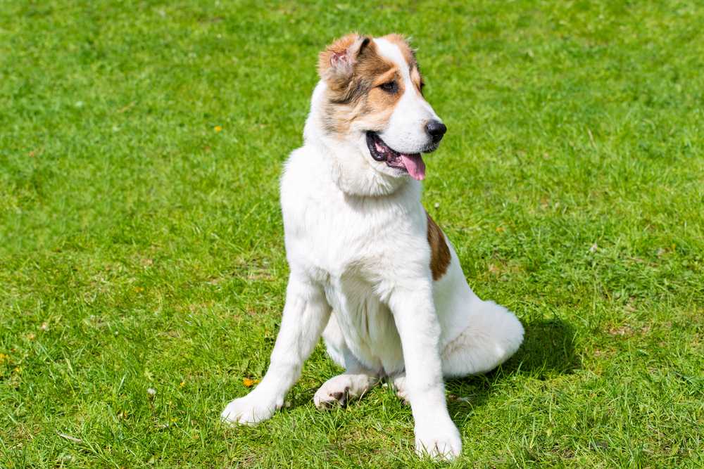 Akbash as Family Pets A Comprehensive Guide