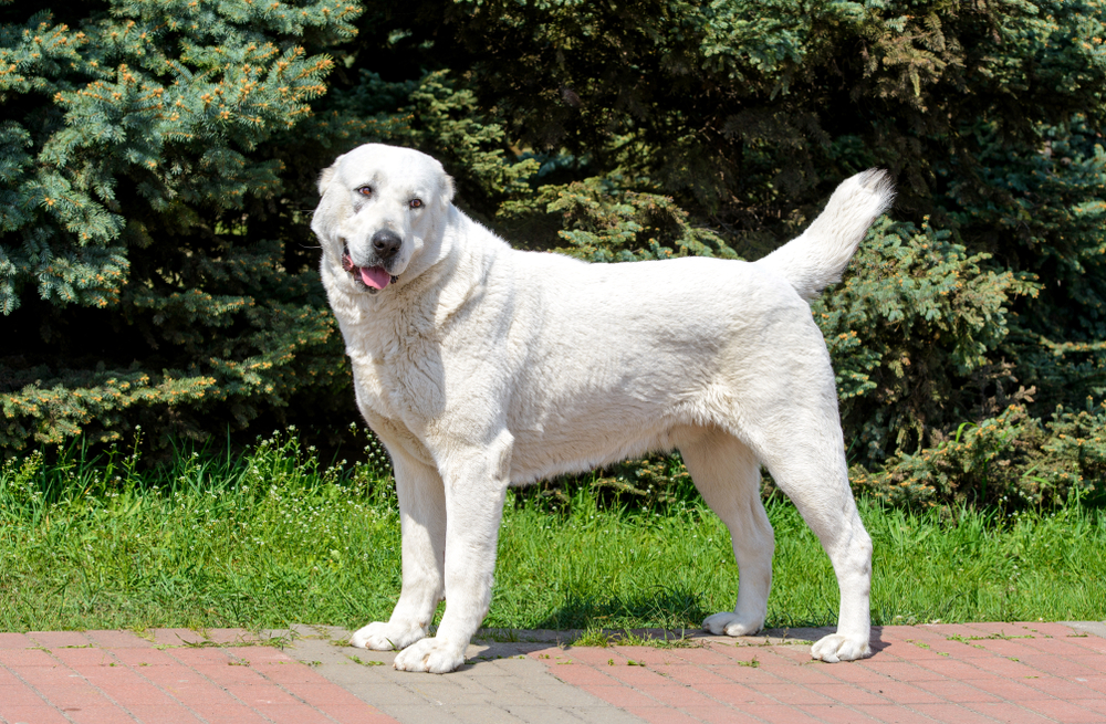 Akbash as Livestock Guardian Dogs Protecting Your Herd with This Majestic Breed