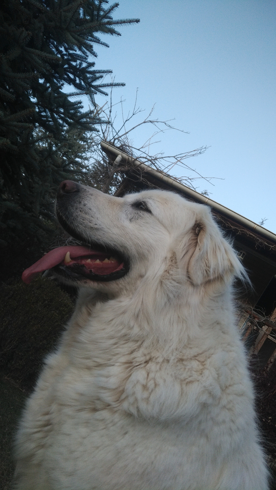 Akbash as Livestock Guardians Best Practices