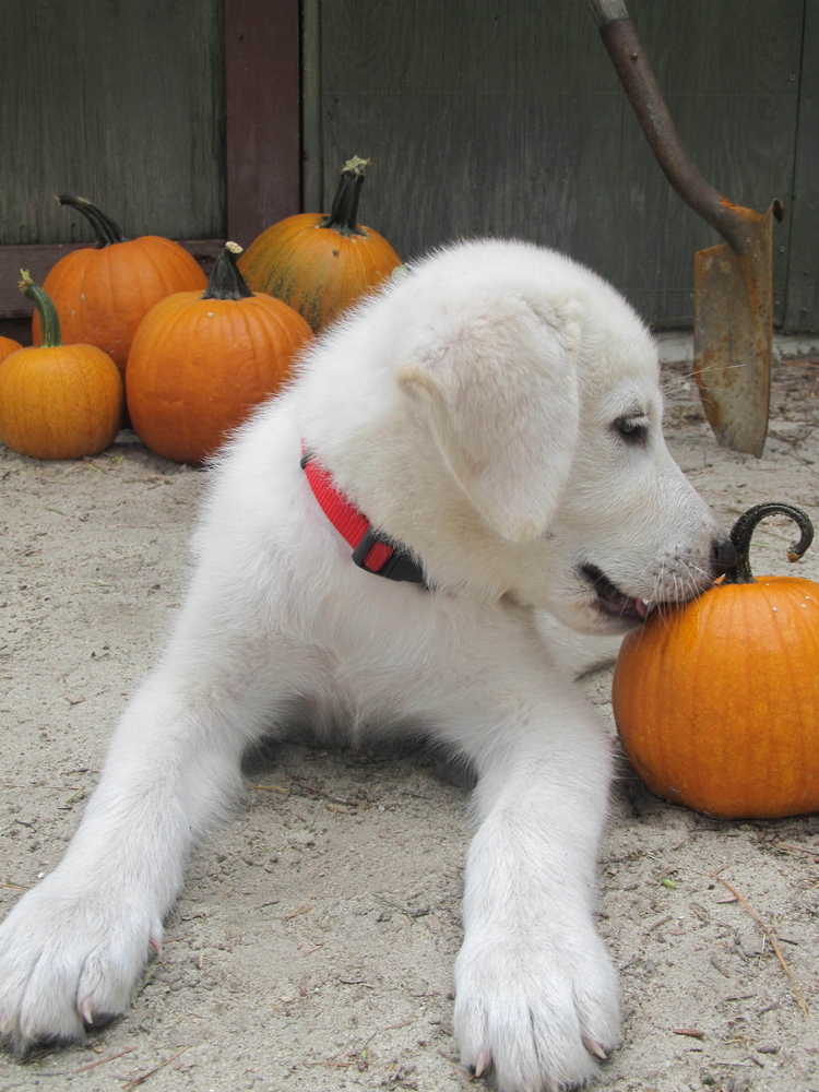 Akbash vs. Other Livestock Guardian Breeds