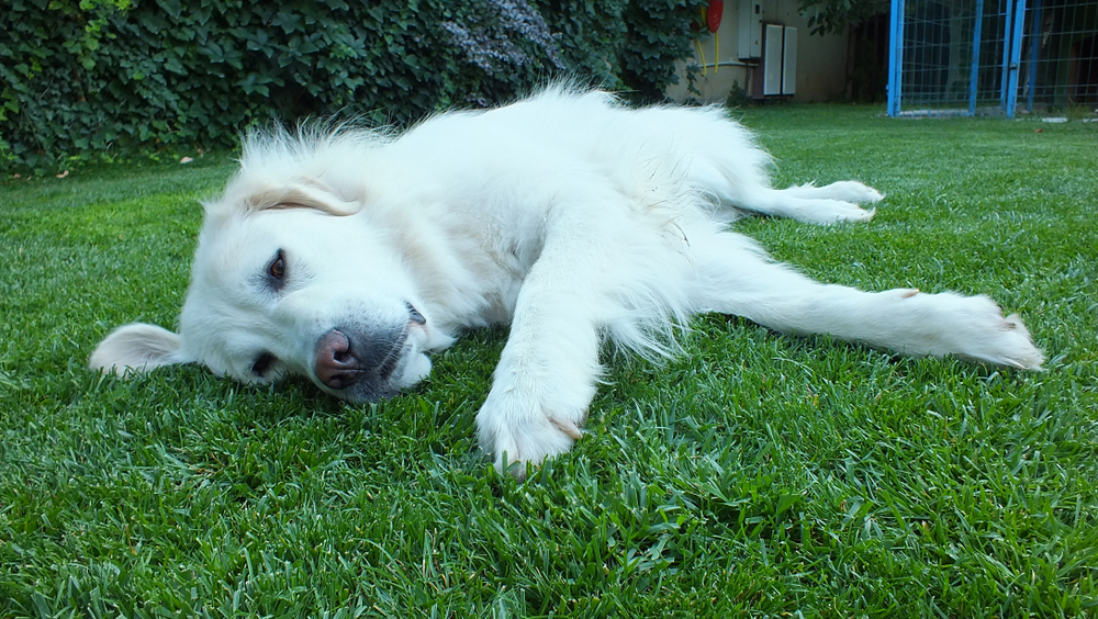 Boundary Training Guarding without Aggression