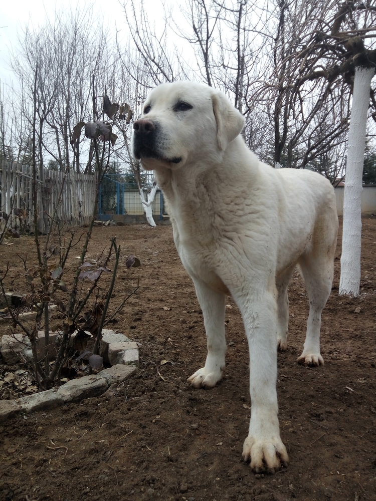 Breeding Akbash Dogs Important Considerations