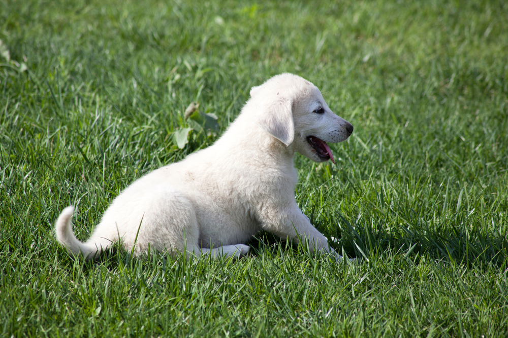 Causes of Akbash Dog Aggression