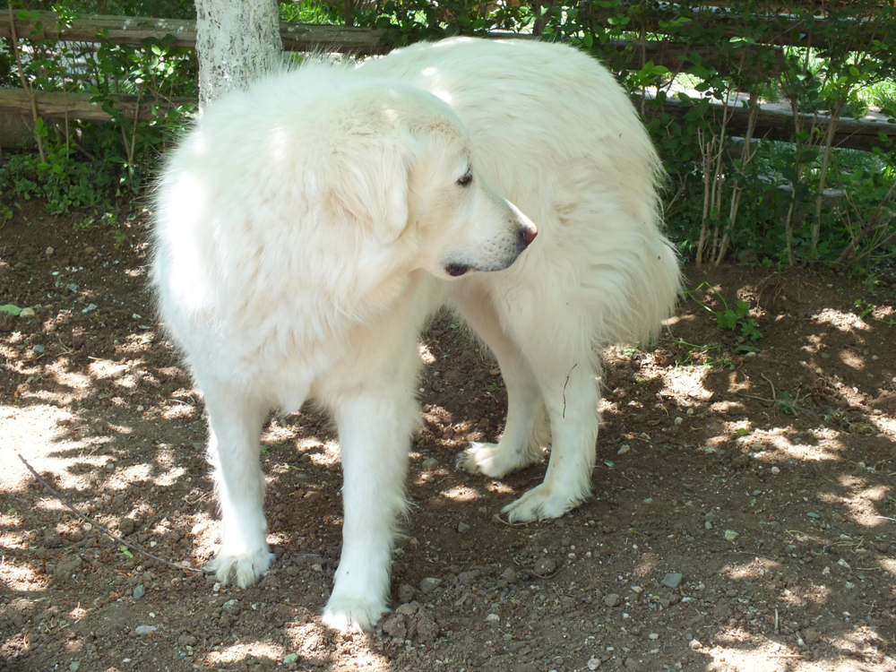 Akbash Dog Breed