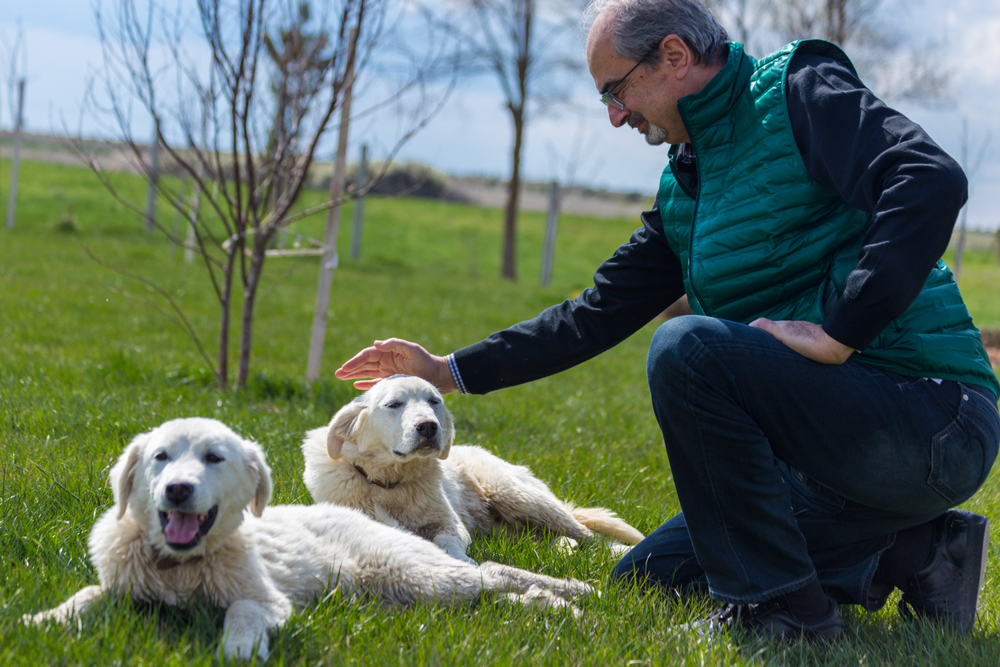 Akbash Dog Breed