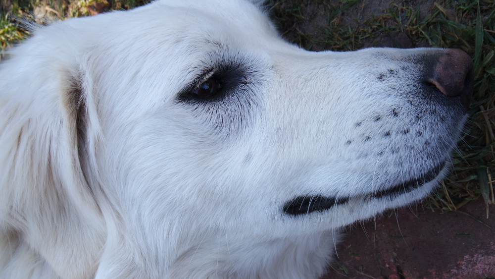 Akbash Dog Breed