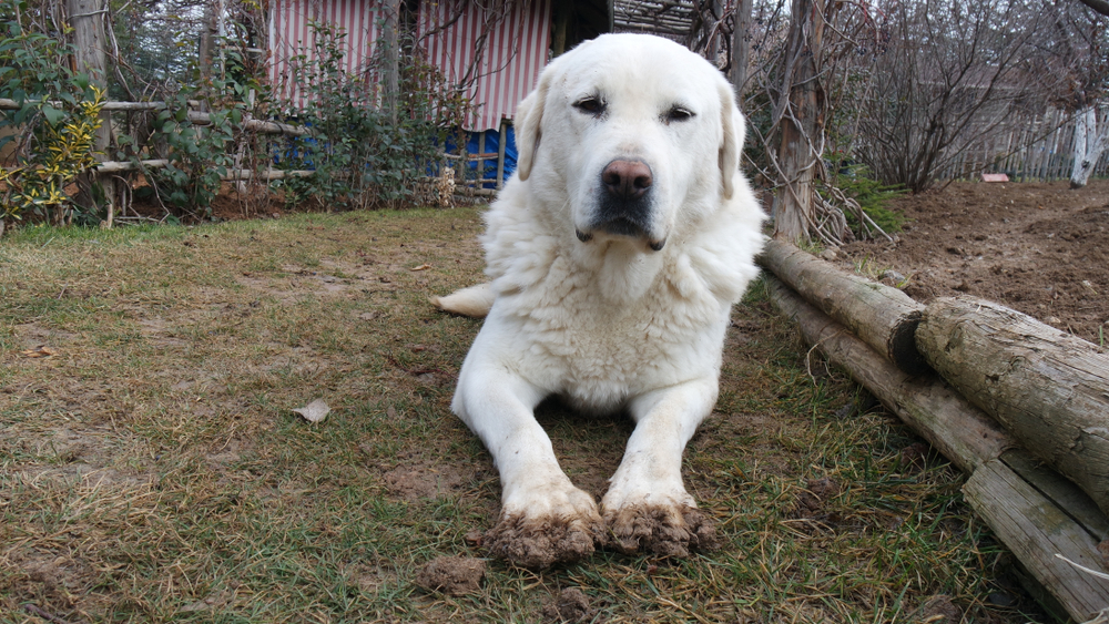Akbash Dog Breed