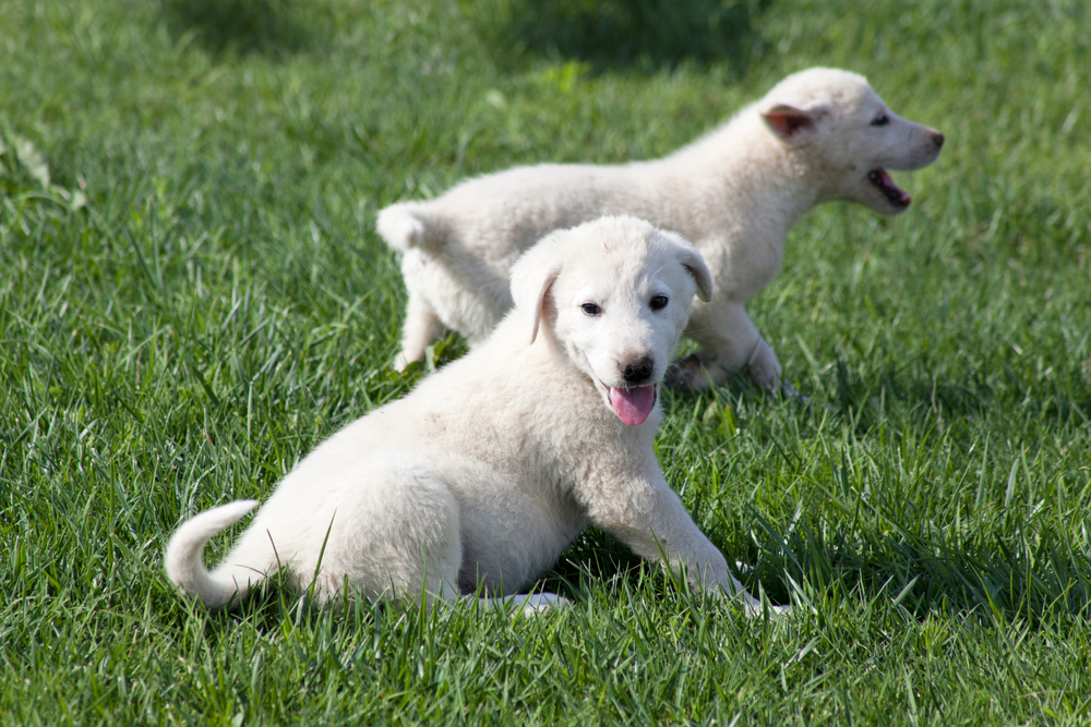 Akbash Dog Breed