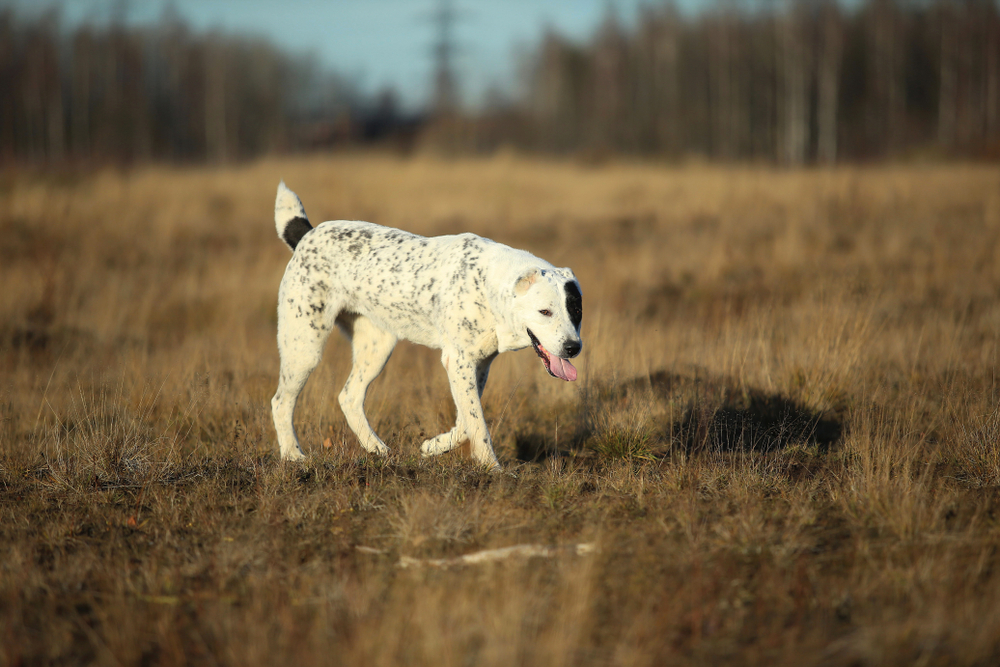Akbash Dog Breed