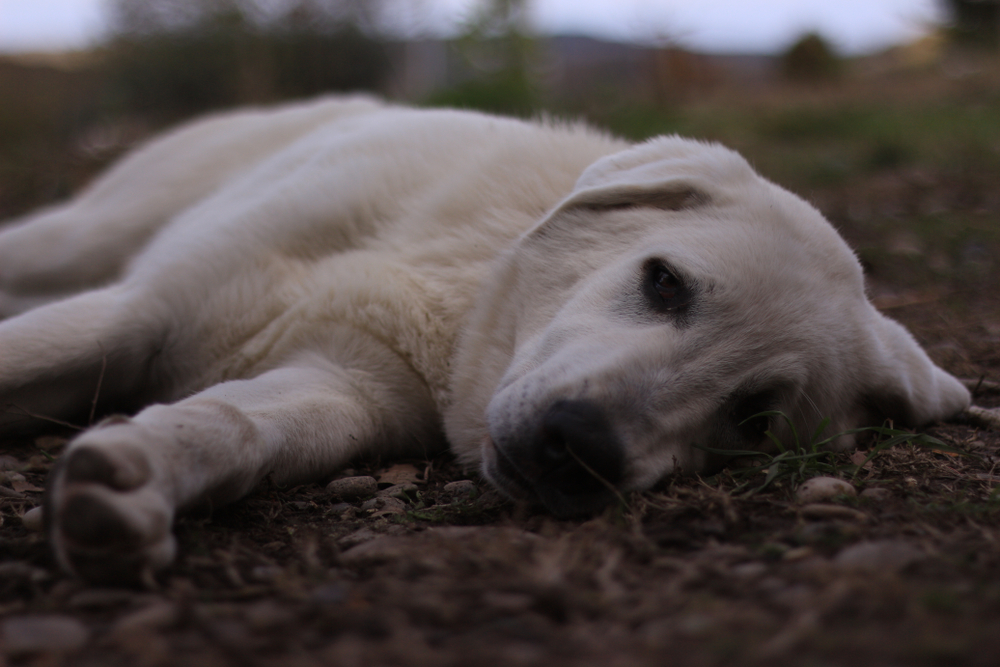Akbash Dog Breed