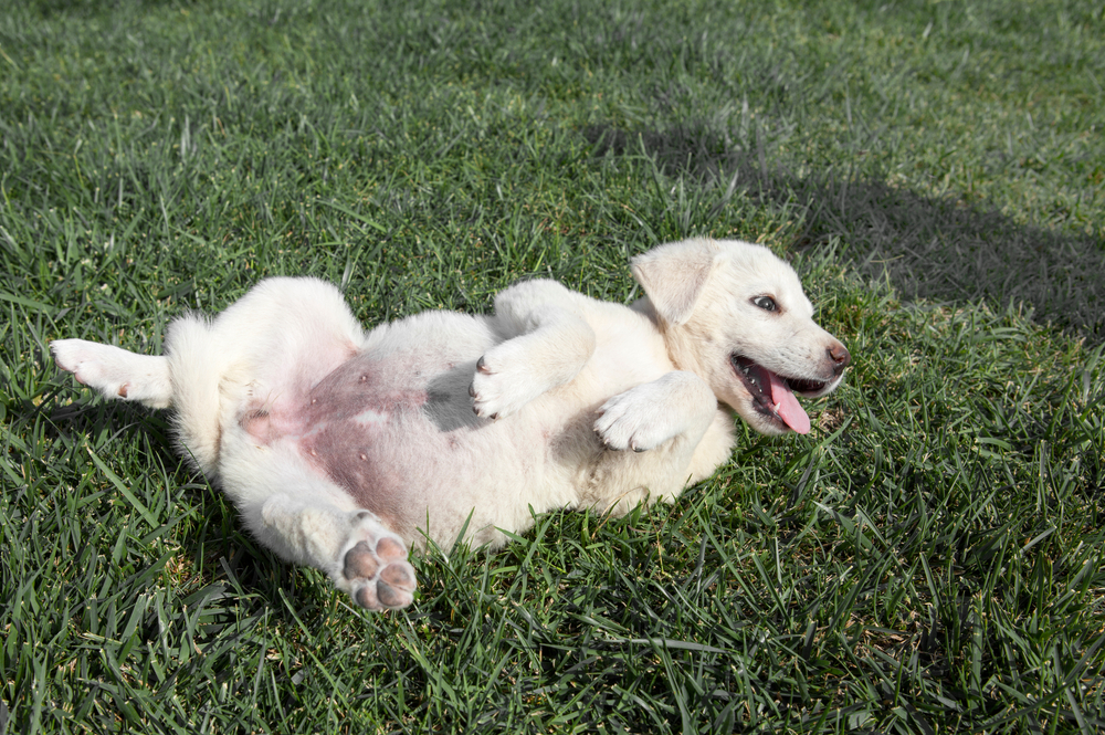 Akbash Dog Breed