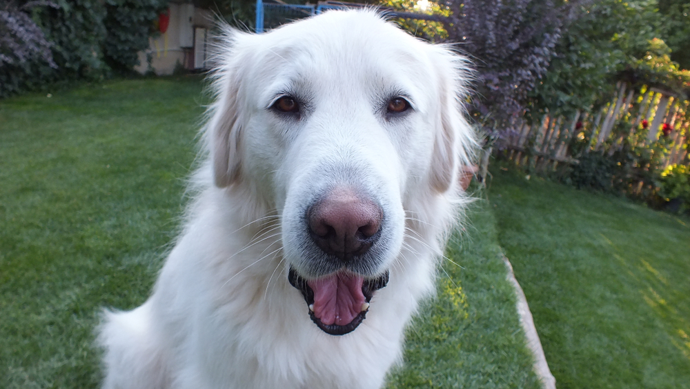 Akbash Dog Breed