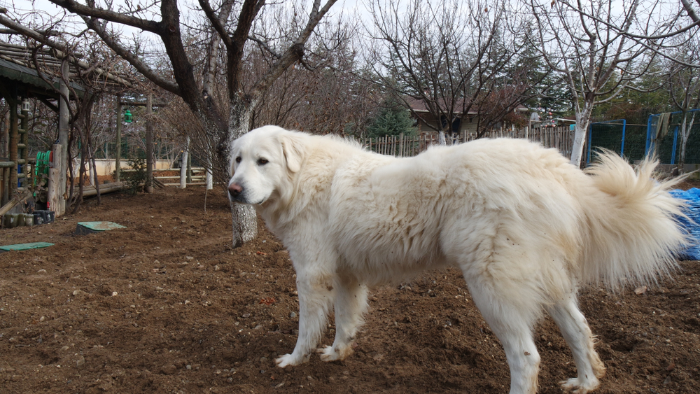 Akbash Dog Breed