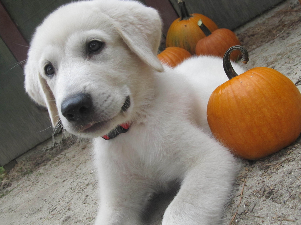 Akbash Dog Breed