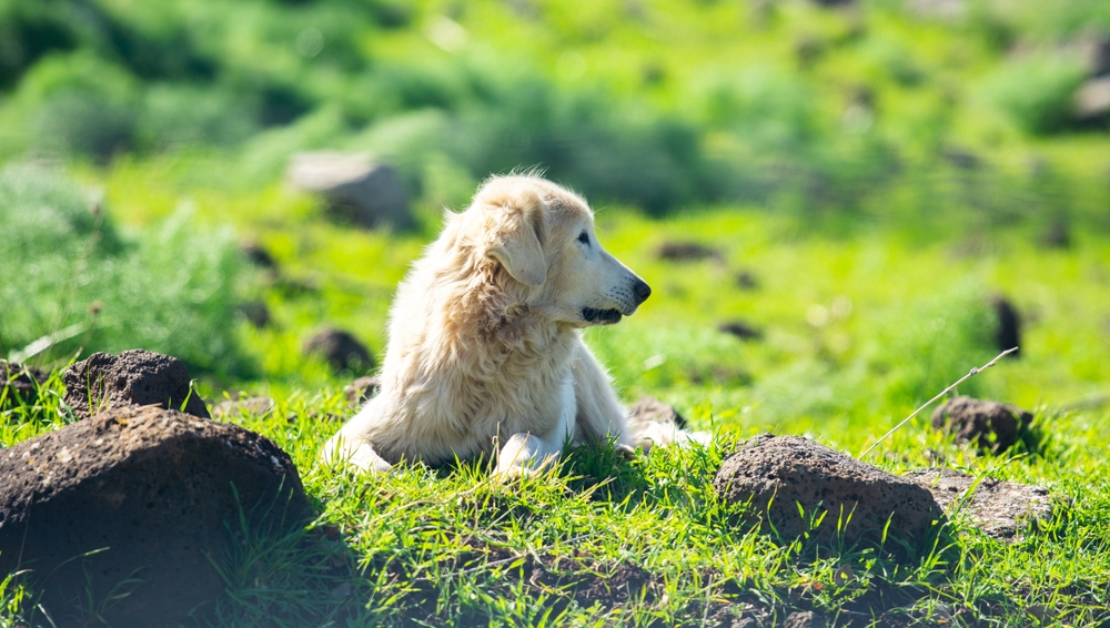 Differences Between Male and Female Akbash Dogs