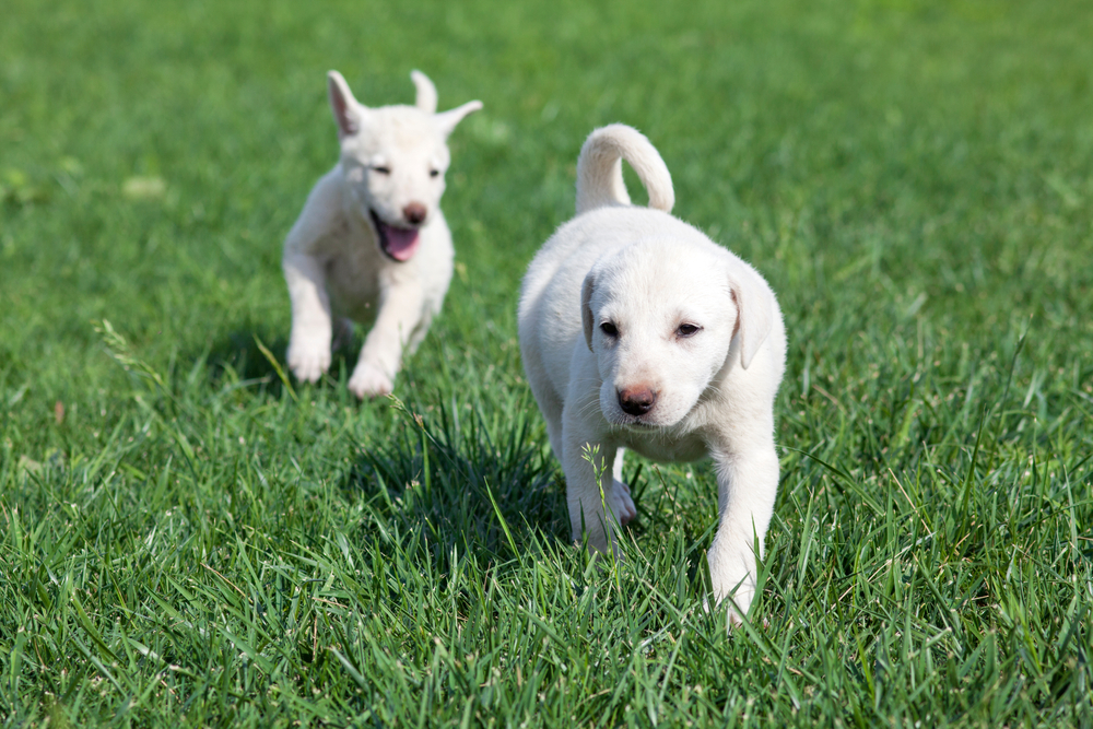Finding the Perfect Akbash Crossbreed