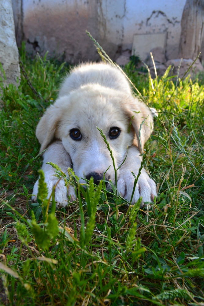 Grooming Your Akbash Dog