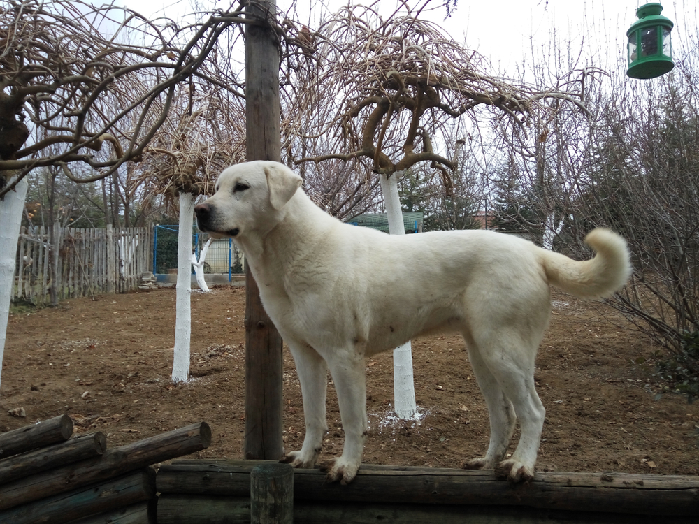 Health and Care of Akbash Dogs