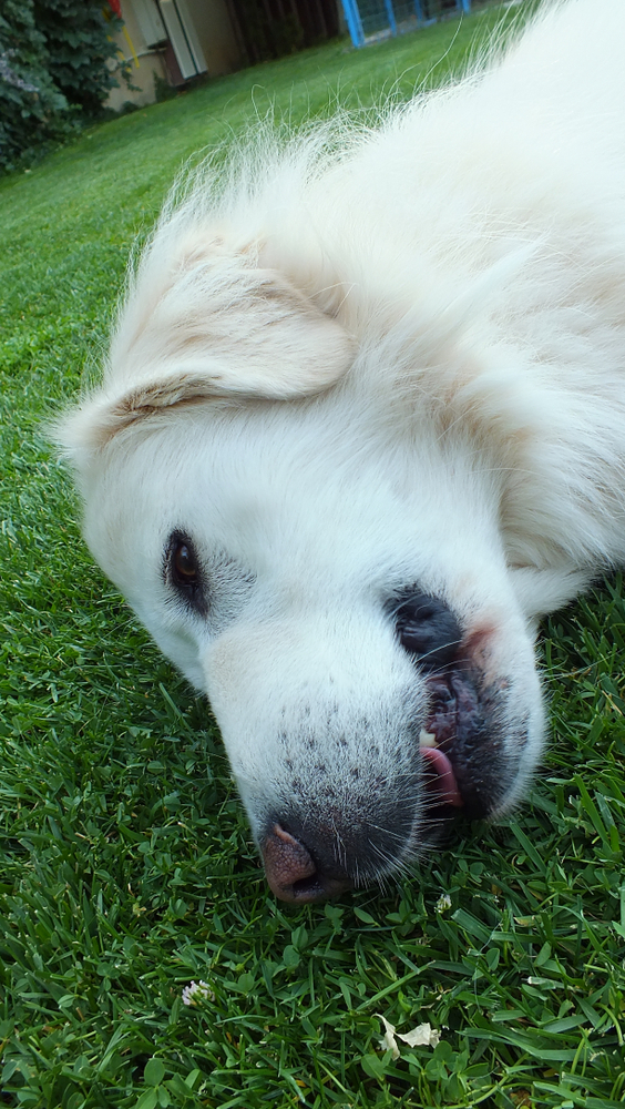 Healthcare and Regular Vet Check-ups