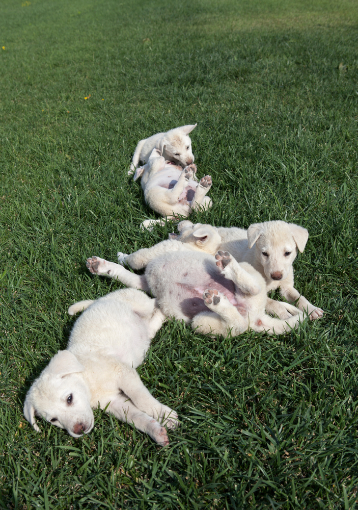 Introduction to Akbash Dogs