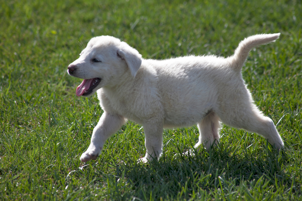 Introduction to the Akbash Breed