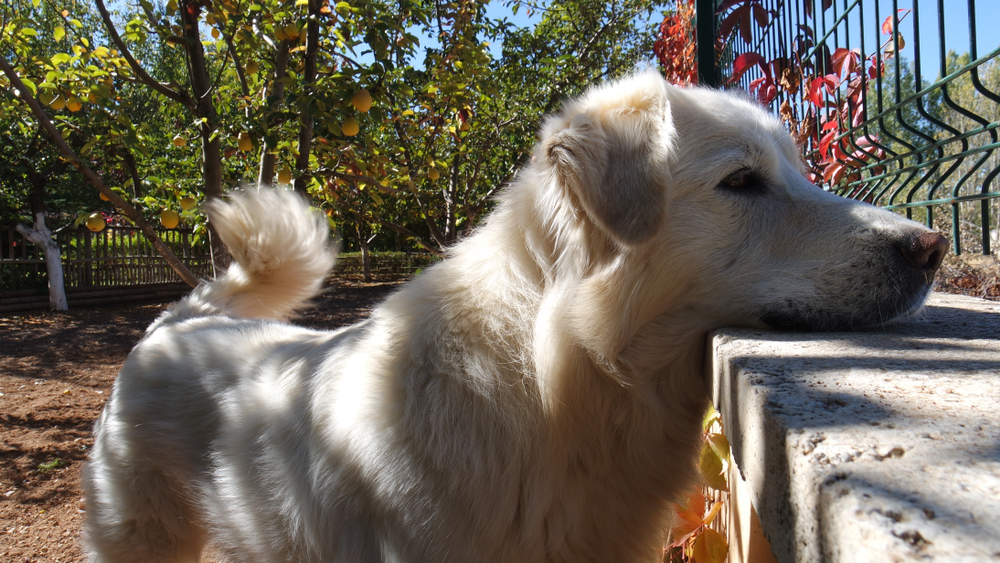 Is the Akbash Dog Right for You