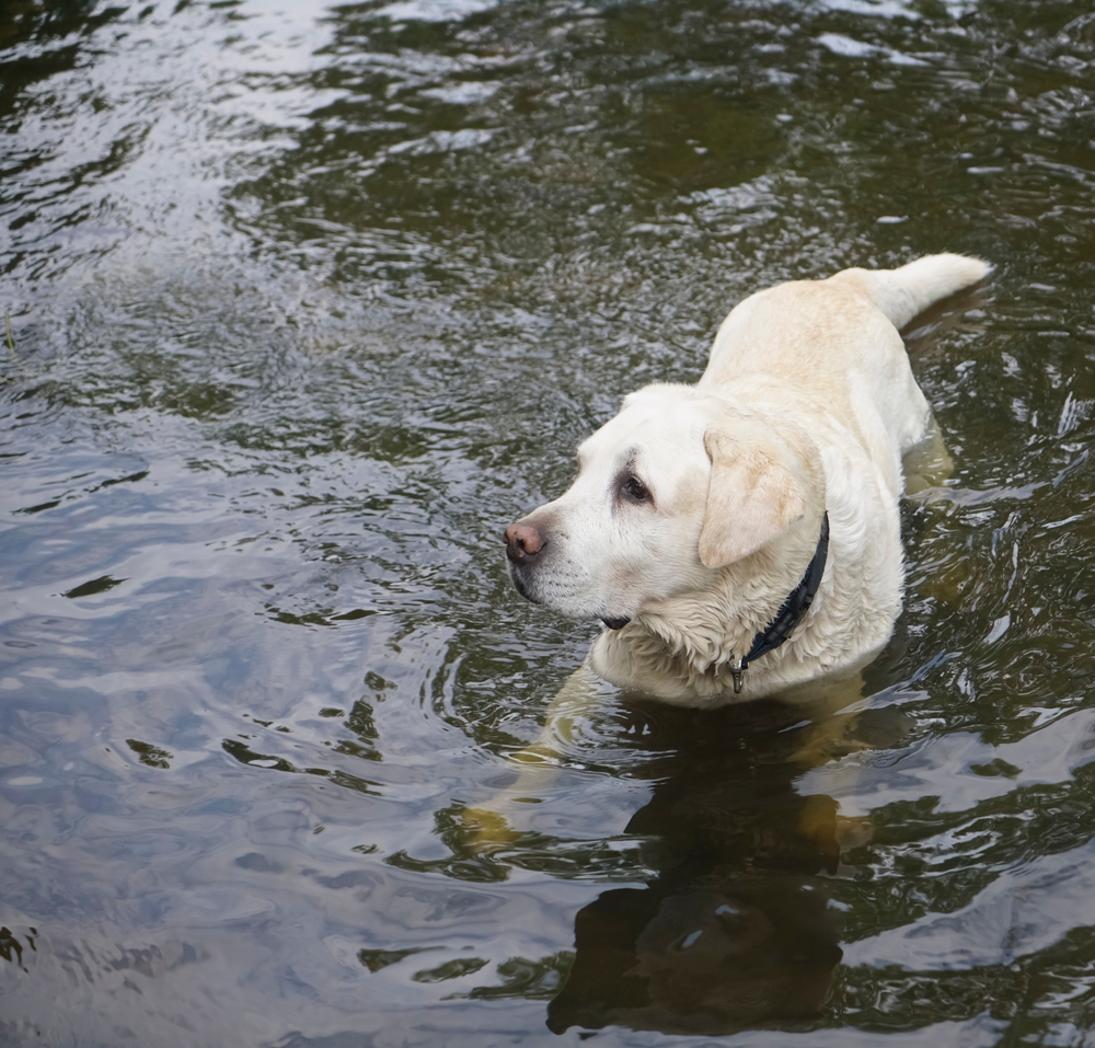 Positive Reinforcement Training The Way Forward