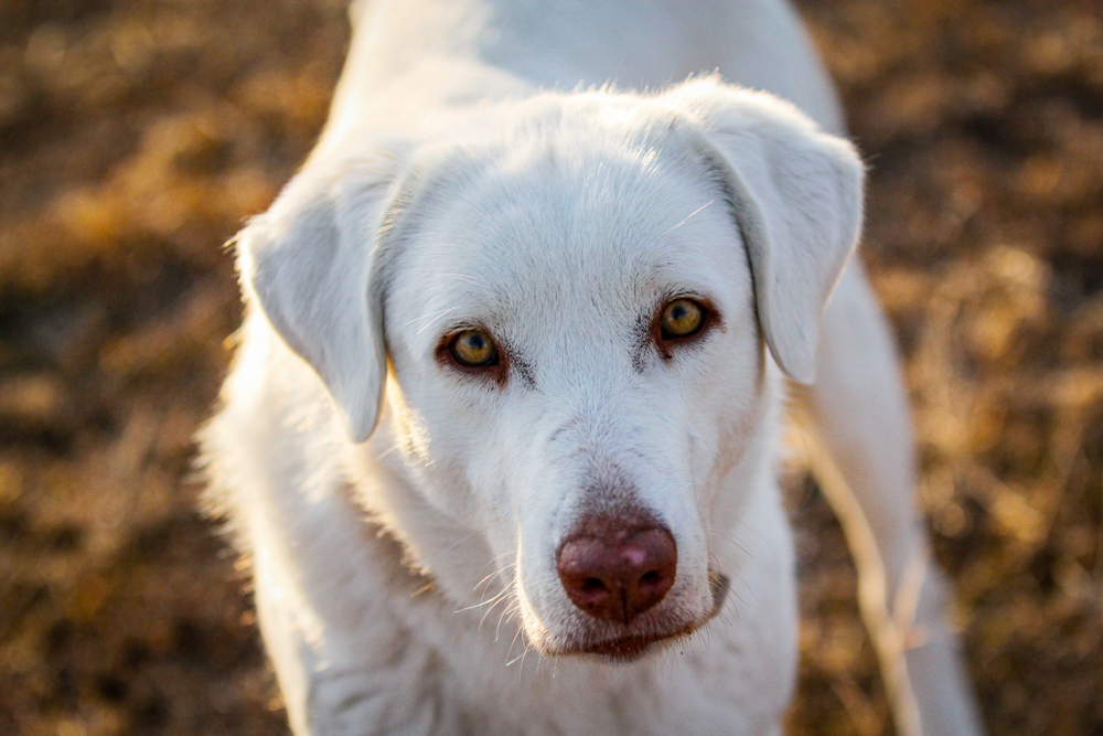 Preparing Your Home for an Akbash Dog