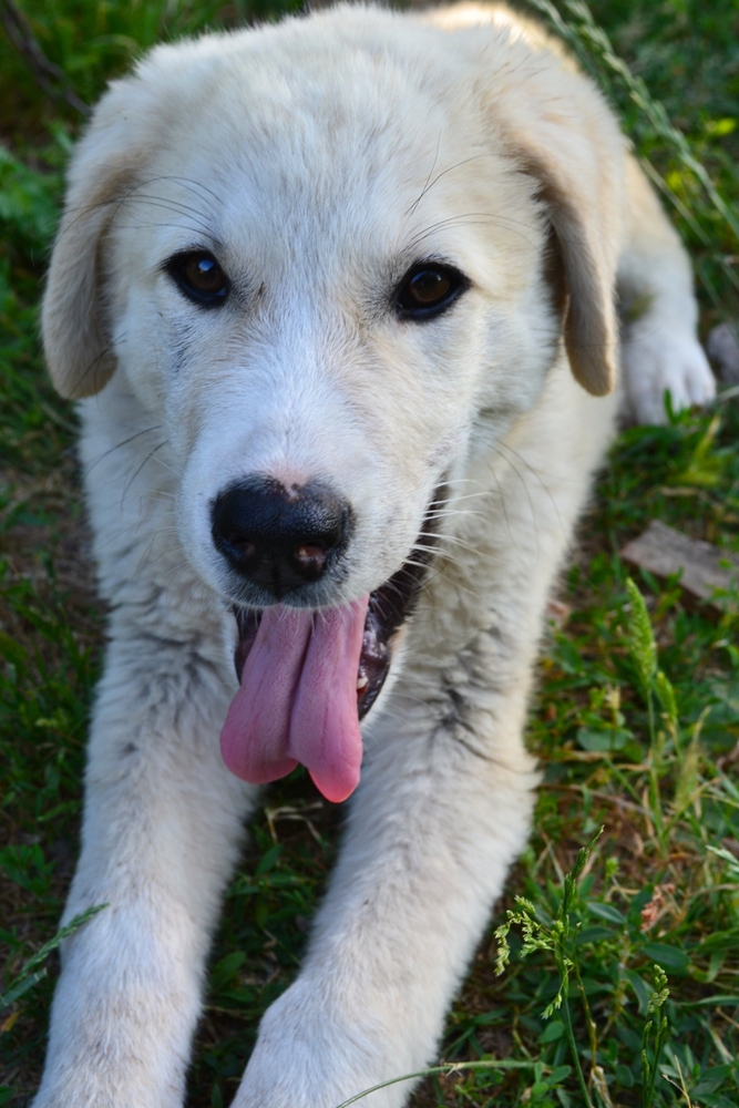 Preparing for Your Akbash Puppy