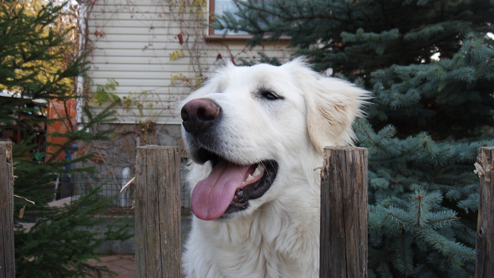Temperament and Personality