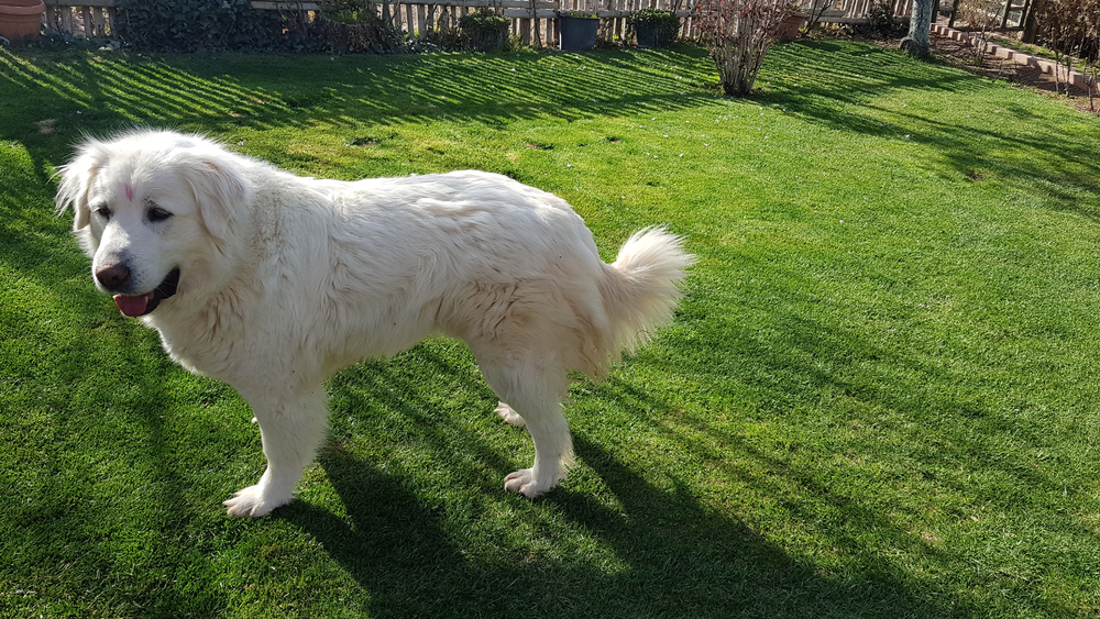 The Akbash Dog Majestic Guardian and Energetic Athlete