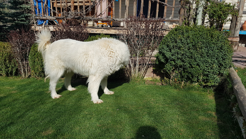 The Role of Akbash Dogs as Livestock Guardians