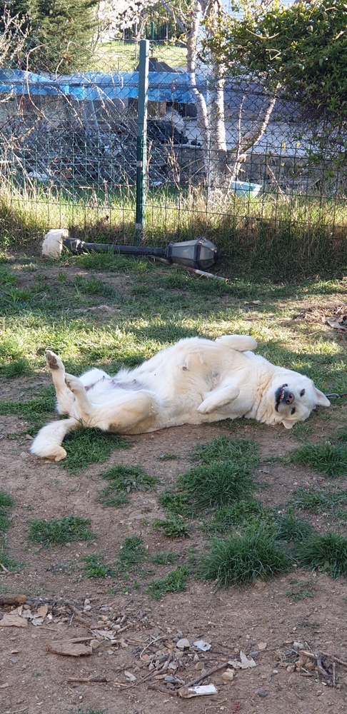 Training Akbash Dogs for Search and Rescue Missions