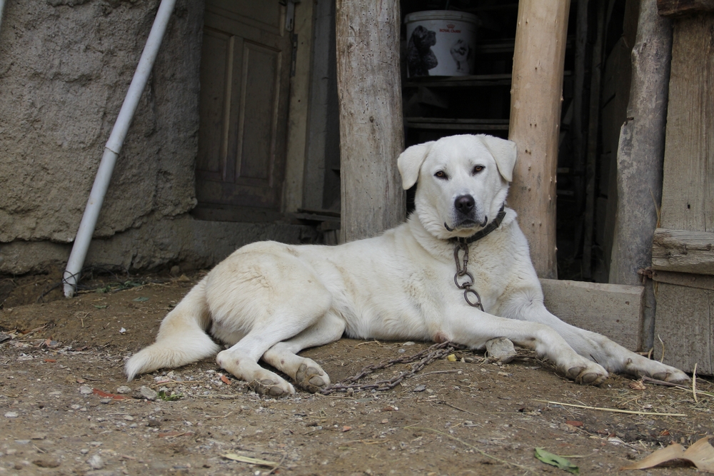 Training Your Akbash Dog