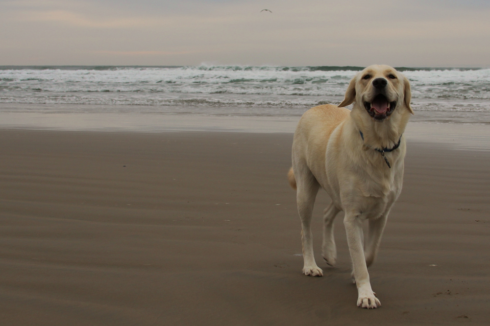 Training and Socialization of Akbash Dogs A Comprehensive Guide