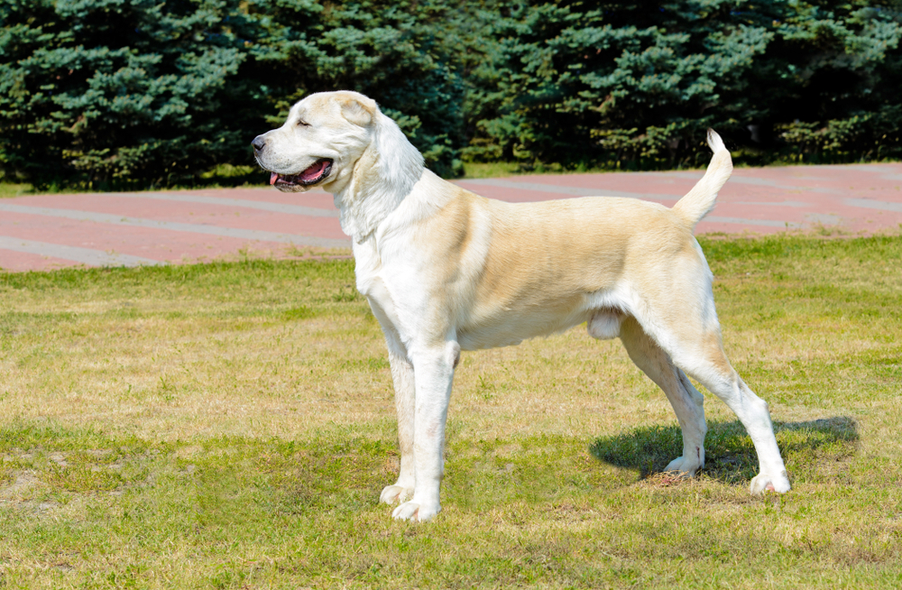 Training and Socialization