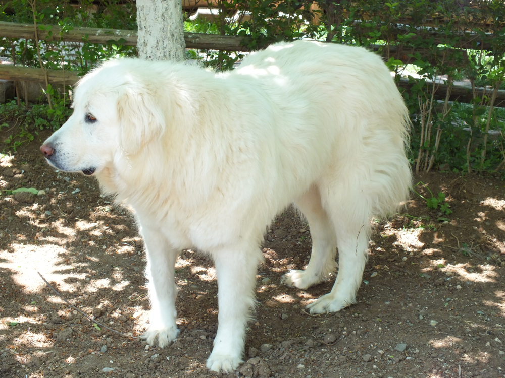 Understanding Akbash Dogs Origins and Characteristics