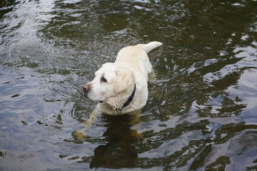 Understanding Akbash Dogs